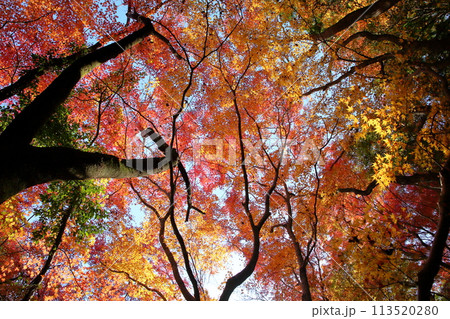 燃える秋　鮮やかイロハモミジ紅葉 113520280