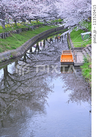 見ごろ満開 新河岸川の桜 小江戸川越 見ごろ満開 新河岸川の桜 小江戸川越 113520415