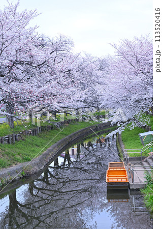見ごろ満開　新河岸川の桜　小江戸川越　　　 113520416
