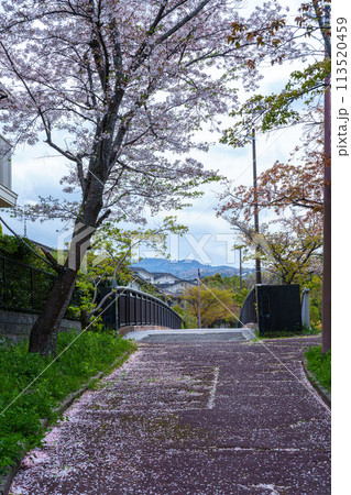 散りゆく桜 ピンク色の絨毯 遊歩道を埋める薄紅色の花びらと若草山 散りゆく桜 ピンク色の絨毯 遊歩道を埋める薄紅色の花びらと若草山 113520459