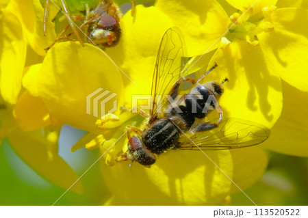 花に止まる昆虫 113520522