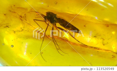 虫入り琥珀コハク 113520549