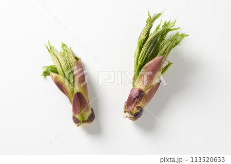 山菜コシアブラ　イメージ 113520633