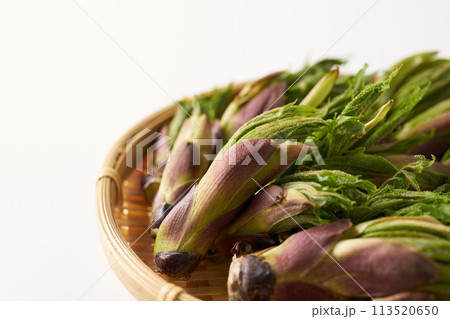 山菜コシアブラ イメージ 山菜コシアブラ イメージ 113520650