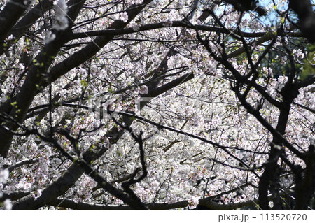 桜 鎌倉　笛田公園 113520720