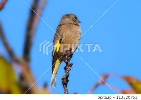 カワラヒワ カワラヒワ 113520753
