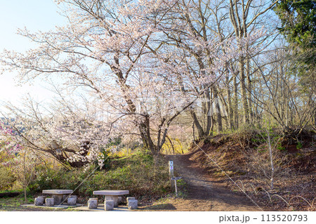 清々しい満開の桜に囲まれる朝の花見山公園頂上　福島県 113520793