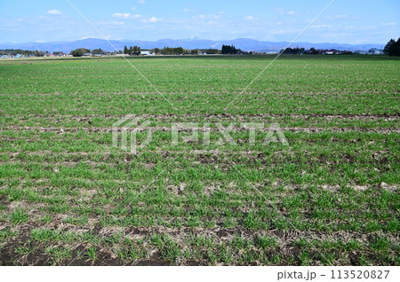 春の小麦畑(もち姫) 春の小麦畑(もち姫) 113520827