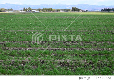 春の小麦畑（もち姫） 113520828