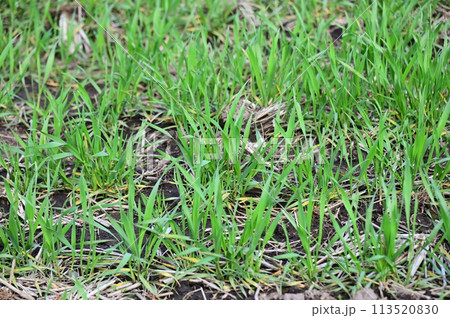 春の小麦畑(もち姫) 春の小麦畑(もち姫) 113520830