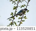 木に止まるオナガ 113520851