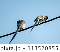 電線に止まるオナガ 113520855
