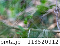 茂みに隠れるウグイス 113520912