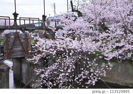 田谷堰 満開の新河岸川の桜 小江戸川越 田谷堰 満開の新河岸川の桜 小江戸川越 113520995