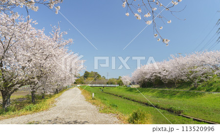 【千葉県千葉市】小川沿いに咲く満開の桜(蘇我池の横) 【千葉県千葉市】小川沿いに咲く満開の桜(蘇我池の横) 113520996