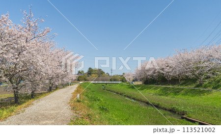【千葉県千葉市】小川沿いに咲く満開の桜(蘇我池の横) 【千葉県千葉市】小川沿いに咲く満開の桜(蘇我池の横) 113521002