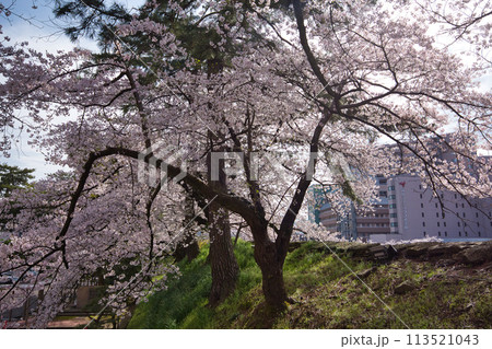 桜のある風景 113521043