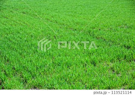 春の小麦畑（ゆきちから） 113521114