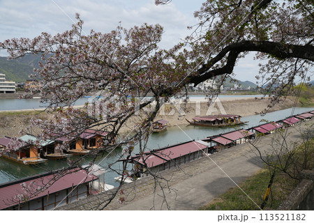 春の長良川河畔の桜 春の長良川河畔の桜 113521182