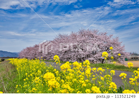 満開の桜と菜の花のある風景 113521249