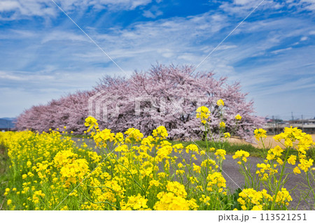 満開の桜と菜の花のある風景 満開の桜と菜の花のある風景 113521251