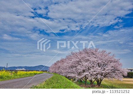 満開の桜と菜の花のある風景 113521252