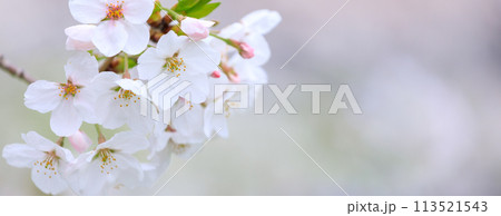 桜イメージ 113521543