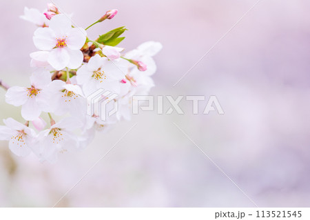 桜イメージ 桜イメージ 113521545