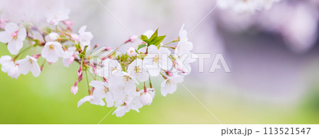 桜イメージ 113521547