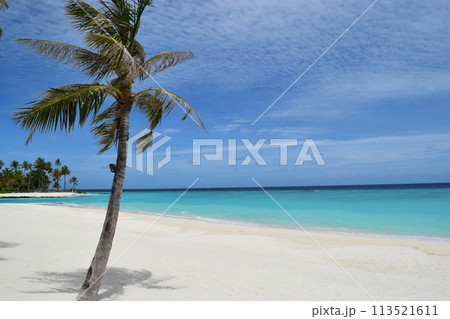 モルディブのココナッツツリーと純白の砂浜 モルディブのココナッツツリーと純白の砂浜 113521611