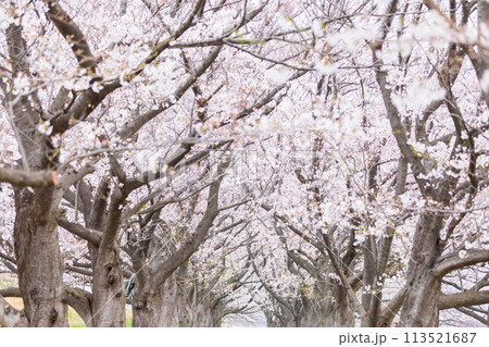「埼玉県」戸田公園・満開の桜並木 113521687