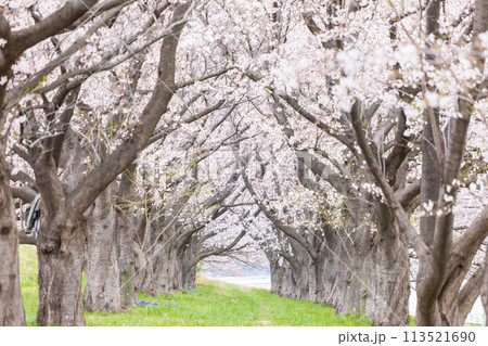 「埼玉県」戸田公園・満開の桜並木 113521690