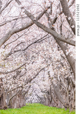 「埼玉県」戸田公園・満開の桜並木 113521692