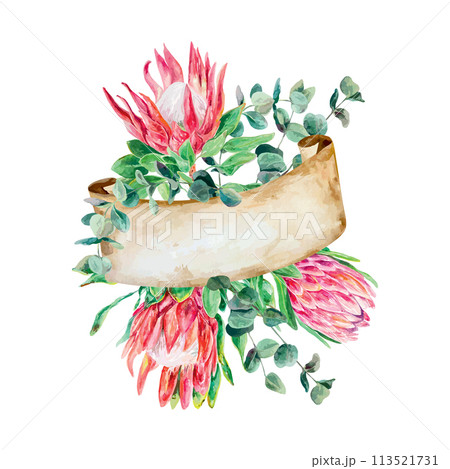Protea watercolor, eucalyptus twigs, banner for text. Vector illustration of pink flowers. Cards, wedding invitations, banners, covers, labels, flyers 113521731
