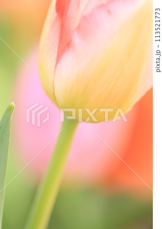 春に咲く赤いチューリップのクローズアップ 113521773