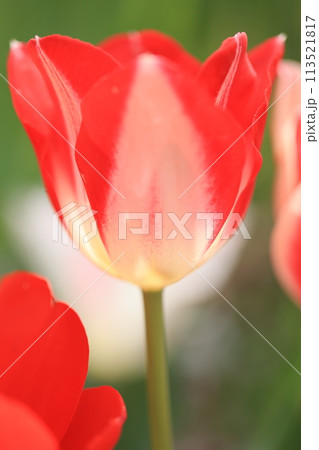 春に咲く赤いチューリップのクローズアップ 113521817