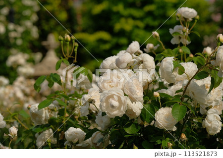 白い薔薇 113521873