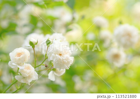 白い薔薇 113521880
