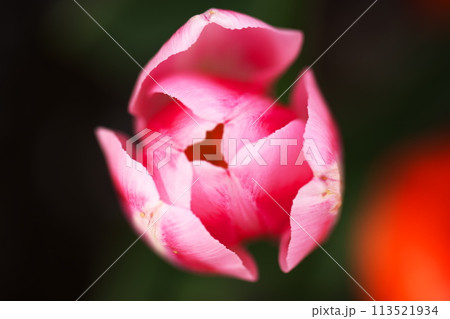 ピンク色のチューリップのマクロ撮影 113521934