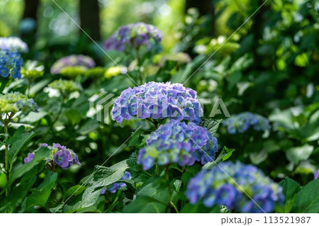 森の中でひっそりと咲く満開のブルーのアジサイ 113521987