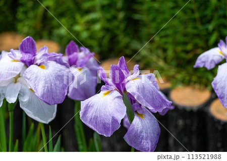 ひっそりと咲く満開の紫の花菖蒲 113521988