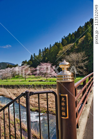 さくら満開の一乗谷朝倉氏遺跡 113522049