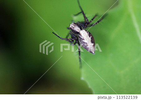 草むらの中の小さい黒と白色のササグモ 113522139