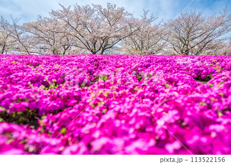 「東京都」春の荒川赤羽桜堤緑地の芝桜と桜 113522156