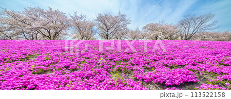 「東京都」春の荒川赤羽桜堤緑地の芝桜と桜 113522158