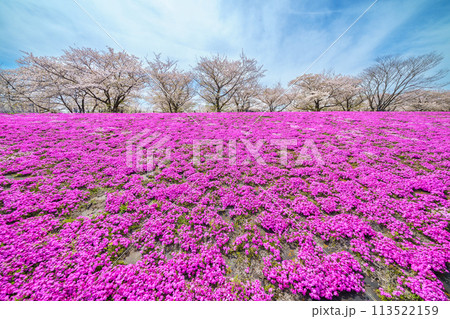 「東京都」春の荒川赤羽桜堤緑地の芝桜と桜 113522159