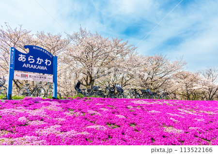 「東京都」春の荒川赤羽桜堤緑地の芝桜と桜 「東京都」春の荒川赤羽桜堤緑地の芝桜と桜 113522166