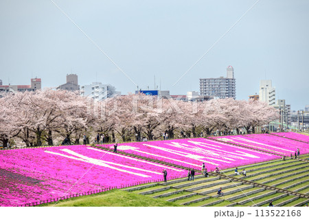 「東京都」春の荒川赤羽桜堤緑地の芝桜と桜 「東京都」春の荒川赤羽桜堤緑地の芝桜と桜 113522168