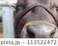 牛さん、近づきすぎ 113522472
