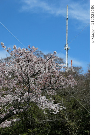 満開の桜と青い空 満開の桜と青い空 113522506